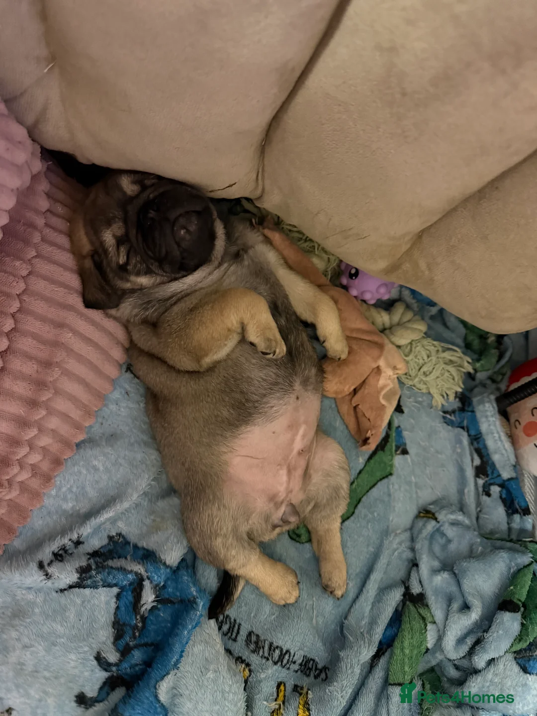 Pug dogs for sale: Pug puppies for sale  - Advert 3