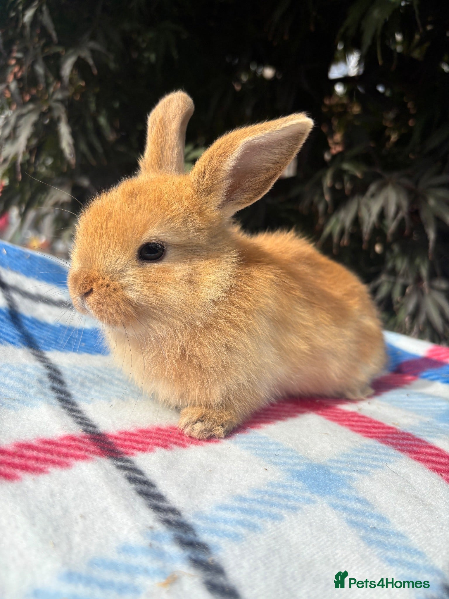 Mixed Breed rabbits Orange Mini lop + Mini lop cross black orange  - Advert 1