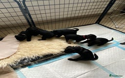 Mixed Breed dogs for sale: 3/4 patterdale 1/4 staffy x cavapoo pups - Image 14