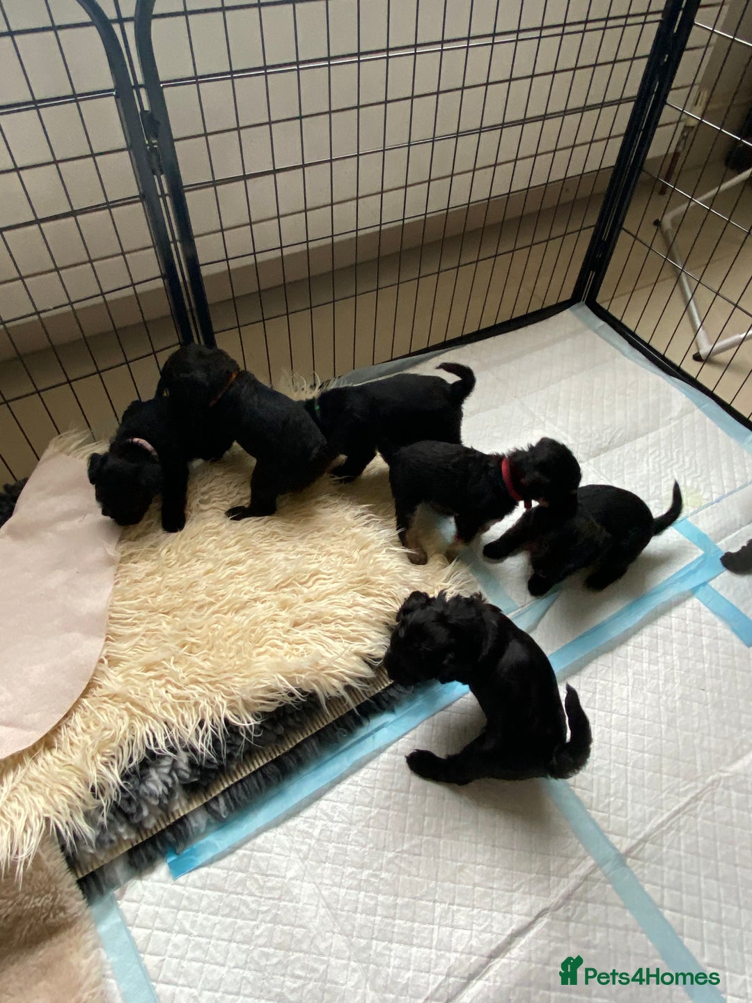 Mixed Breed dogs for sale: 3/4 patterdale 1/4 staffy x cavapoo pups - Image 14