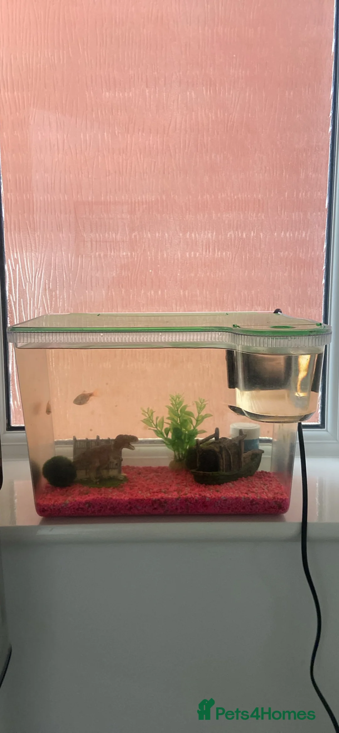 Barbs fish for sale: Rosy barbs in Hereford - Advert 2