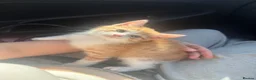Mixed Breed cats for sale: M & F kittens  - Advert 1