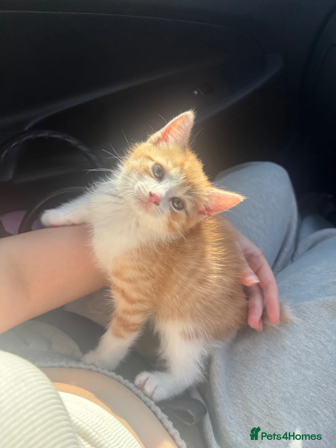 Mixed Breed cats for sale: M & F kittens  - Advert 1