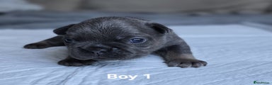French Bulldog Puppy 1