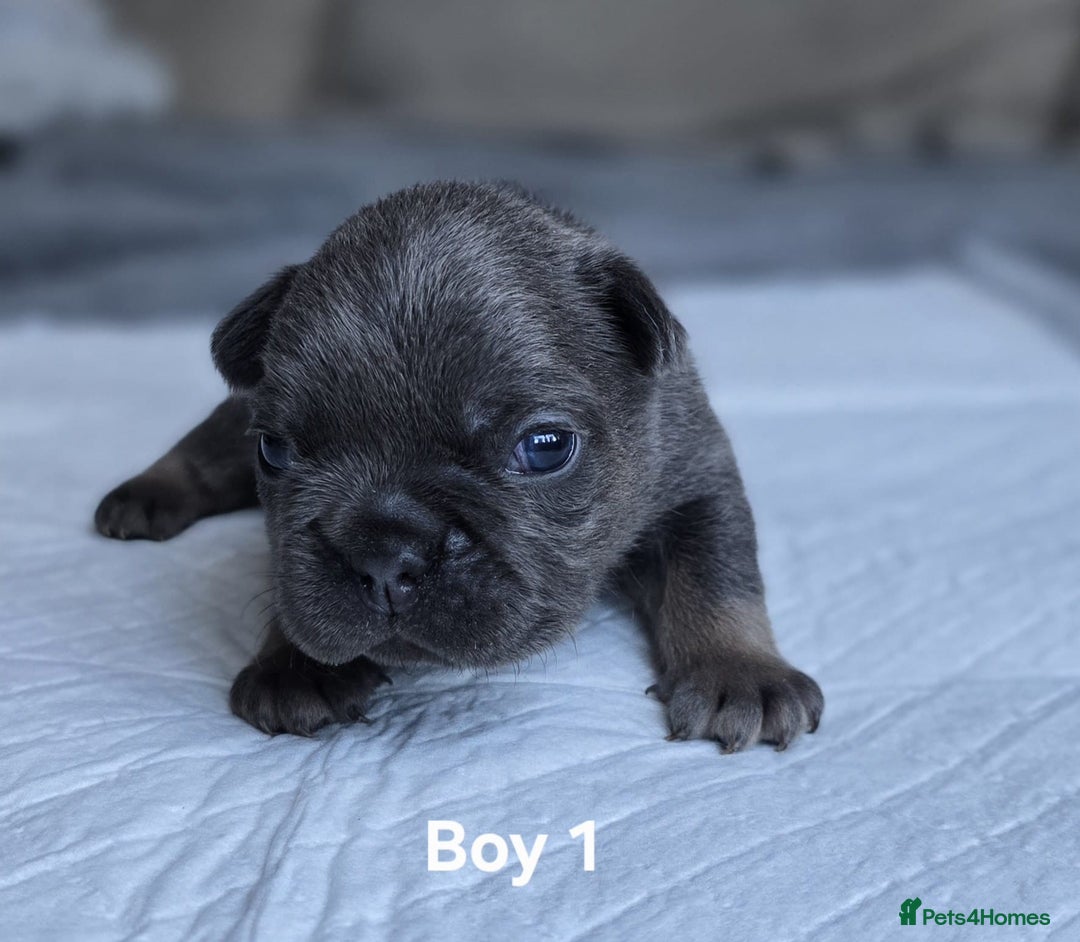 French Bulldog dogs for sale: French bulldog puppies  - Advert 2