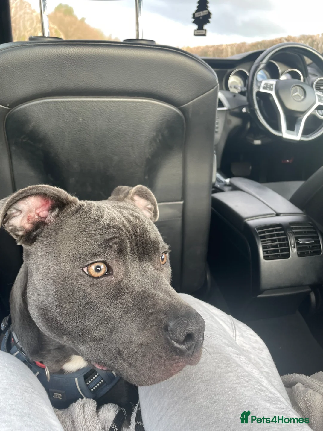 Staffordshire Bull Terrier dogs for sale: 11 month old staff for rehoming.  - Advert 1