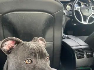 Staffordshire Bull Terrier dogs 11 month old staff for rehoming. - Advert 4