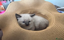 Ragamese cats for sale: Ragamese - Ragdoll x Siamese adorable kittens  - Image 18