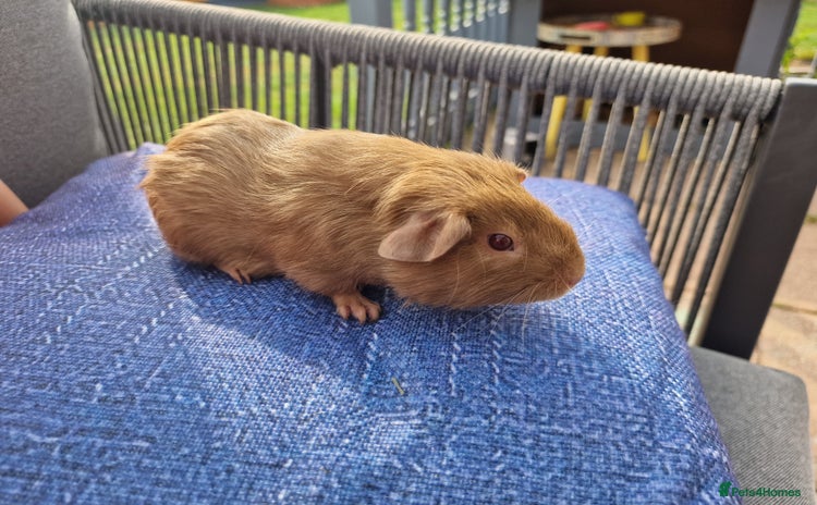 Guinea Pig rodents - Advert 13