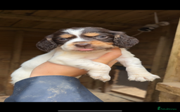 Cocker Spaniel dogs for sale: Gorgeous working cocker spaniel puppies  - Image 1