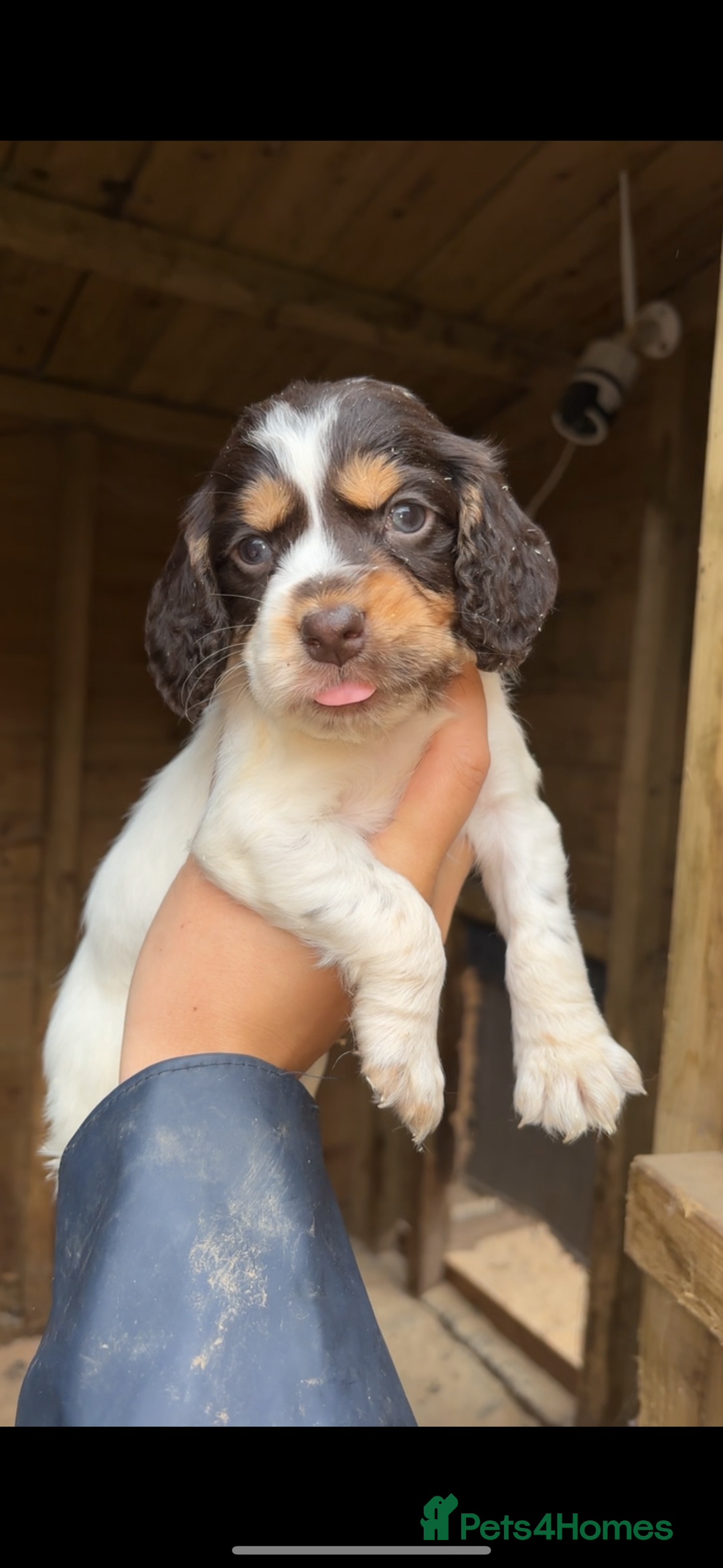 Cocker Spaniel dogs for sale: Gorgeous working cocker spaniel puppies  - Image 1