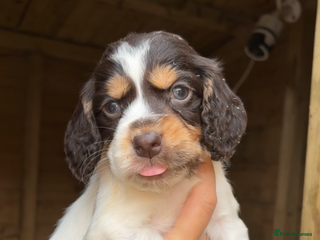 Cocker Spaniel dogs - Advert 9