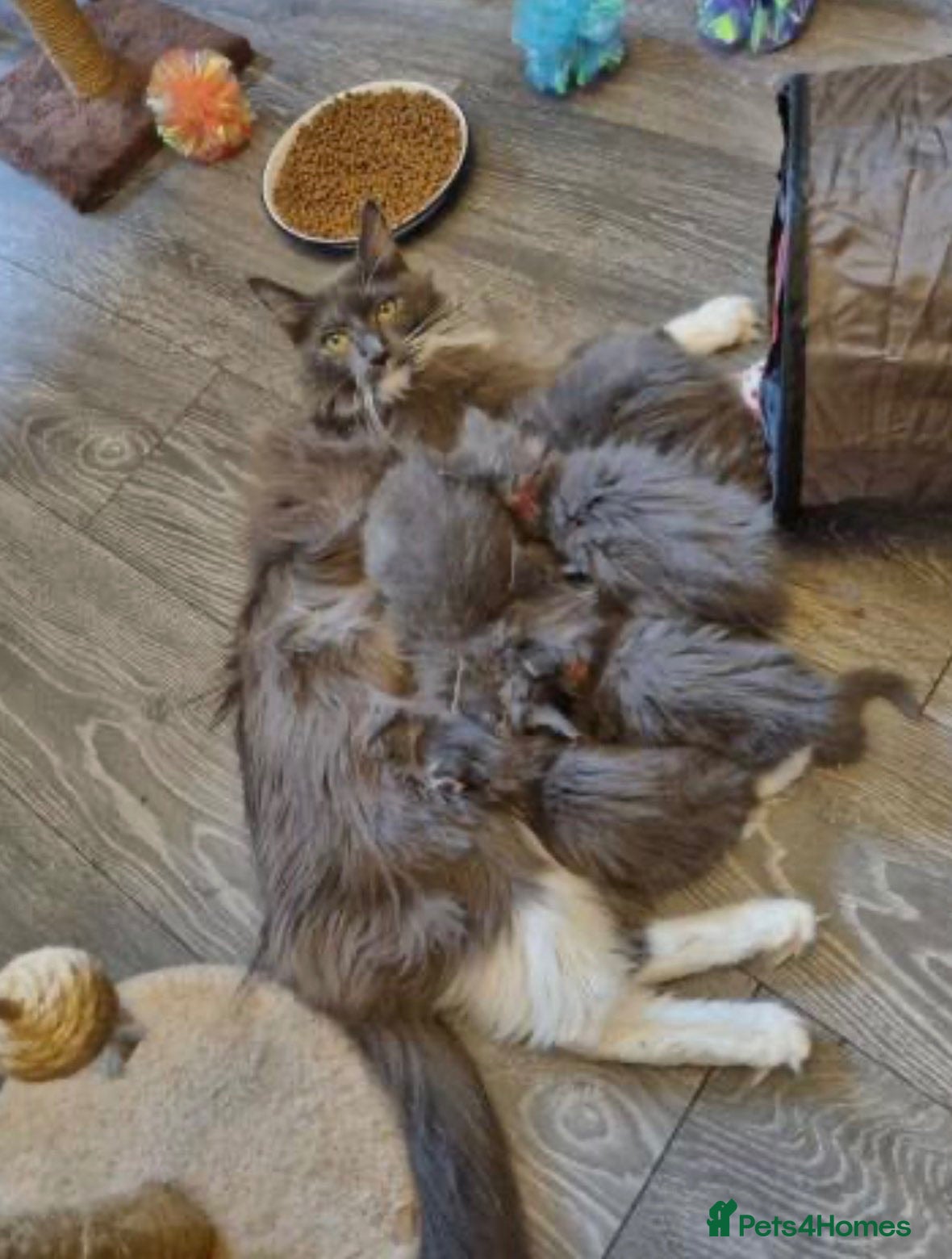 Maine Coon cats Full Main Coon kittens for sale  - Advert 1