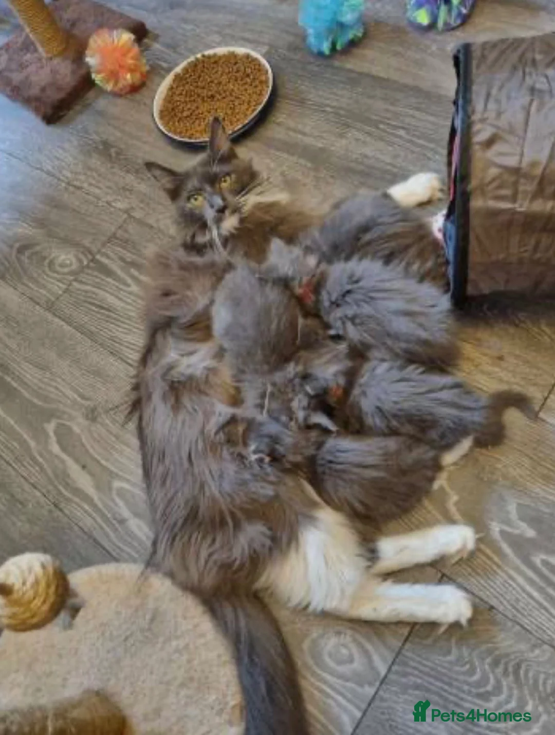 Maine Coon cats for sale: Full Main Coon kittens for sale  in Wembley - Advert 1