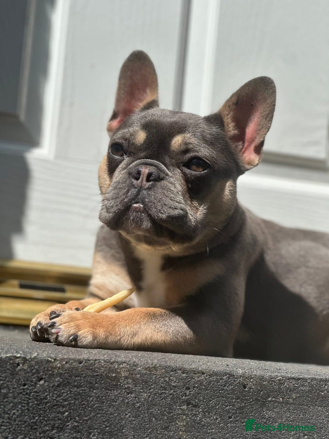 French Bulldog dogs for sale: French Bulldog 1 year old female  - Advert 2