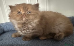 British Shorthair cats for sale: Chunky Red and White British Shorthair TICA - Image 22
