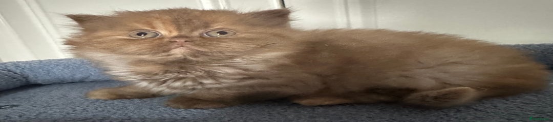 British Long Hair Kitten 