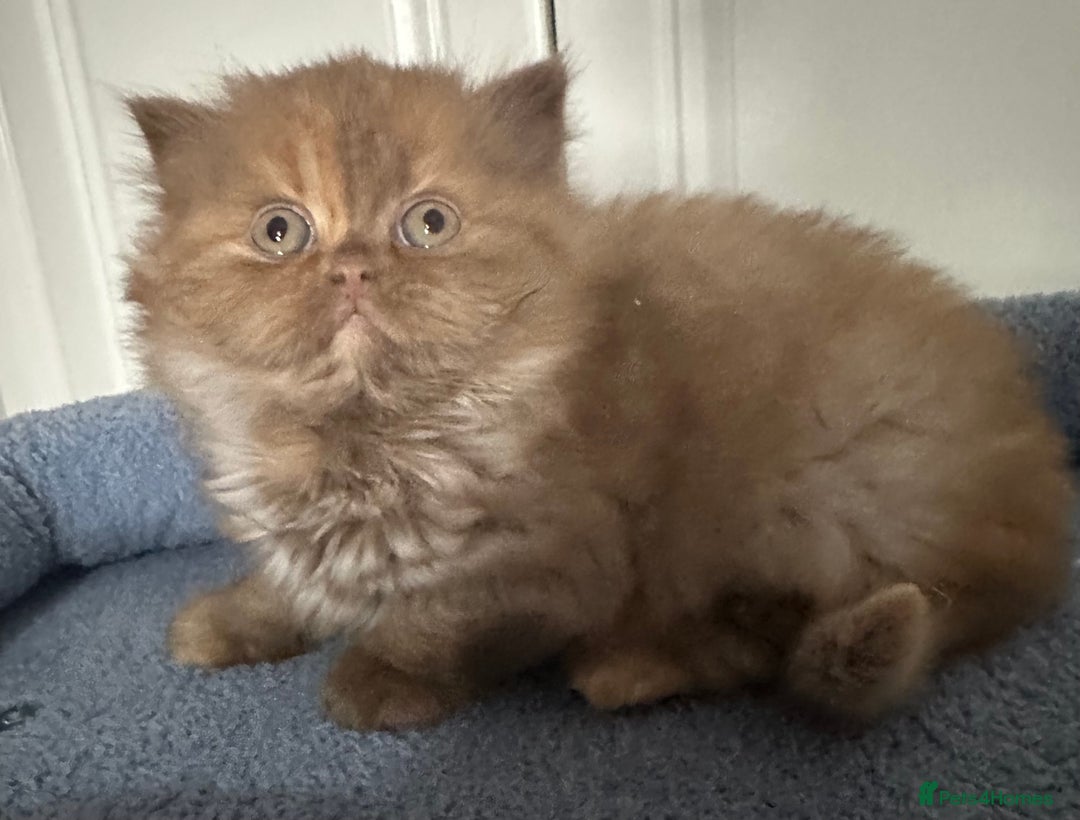 British Shorthair cats for sale: Chunky Red and White British Shorthair TICA - Image 22