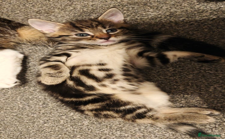 Mixed Breed cats - Advert 1