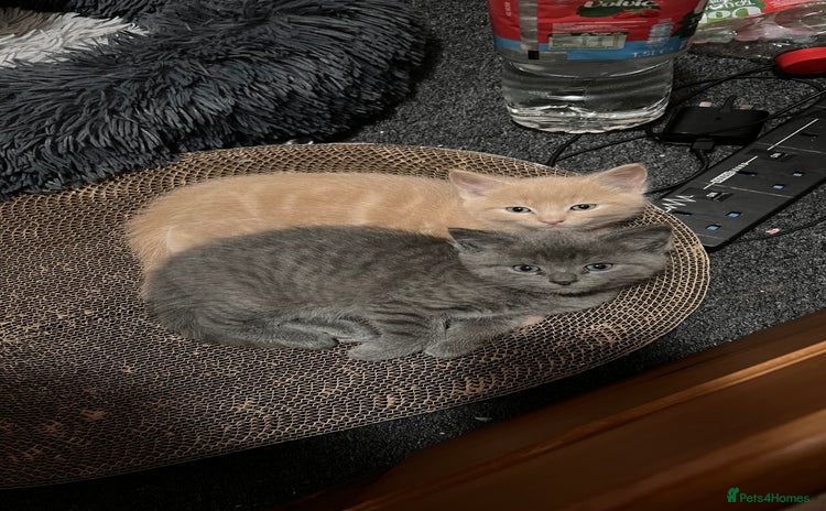 Mixed Breed cats - Advert 12