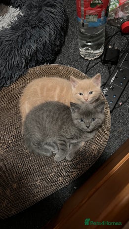 Mixed Breed cats - Advert 2