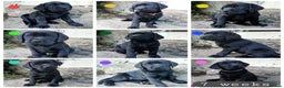 Labrador Retriever dogs for sale: Beautiful KC registered black Labrador puppies - Advert 15