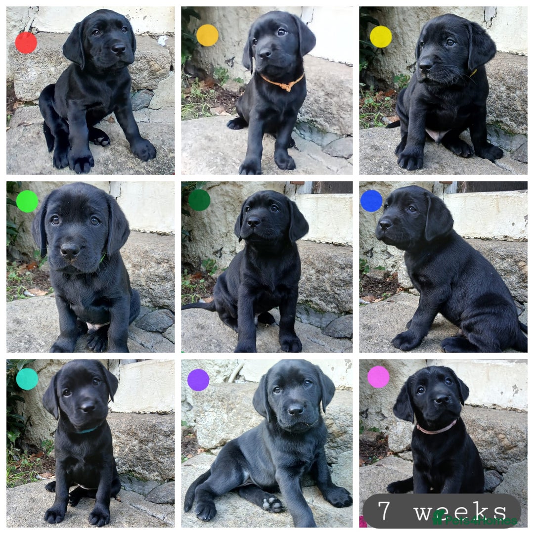 Labrador Retriever dogs for sale: Beautiful KC registered black Labrador puppies - Advert 15