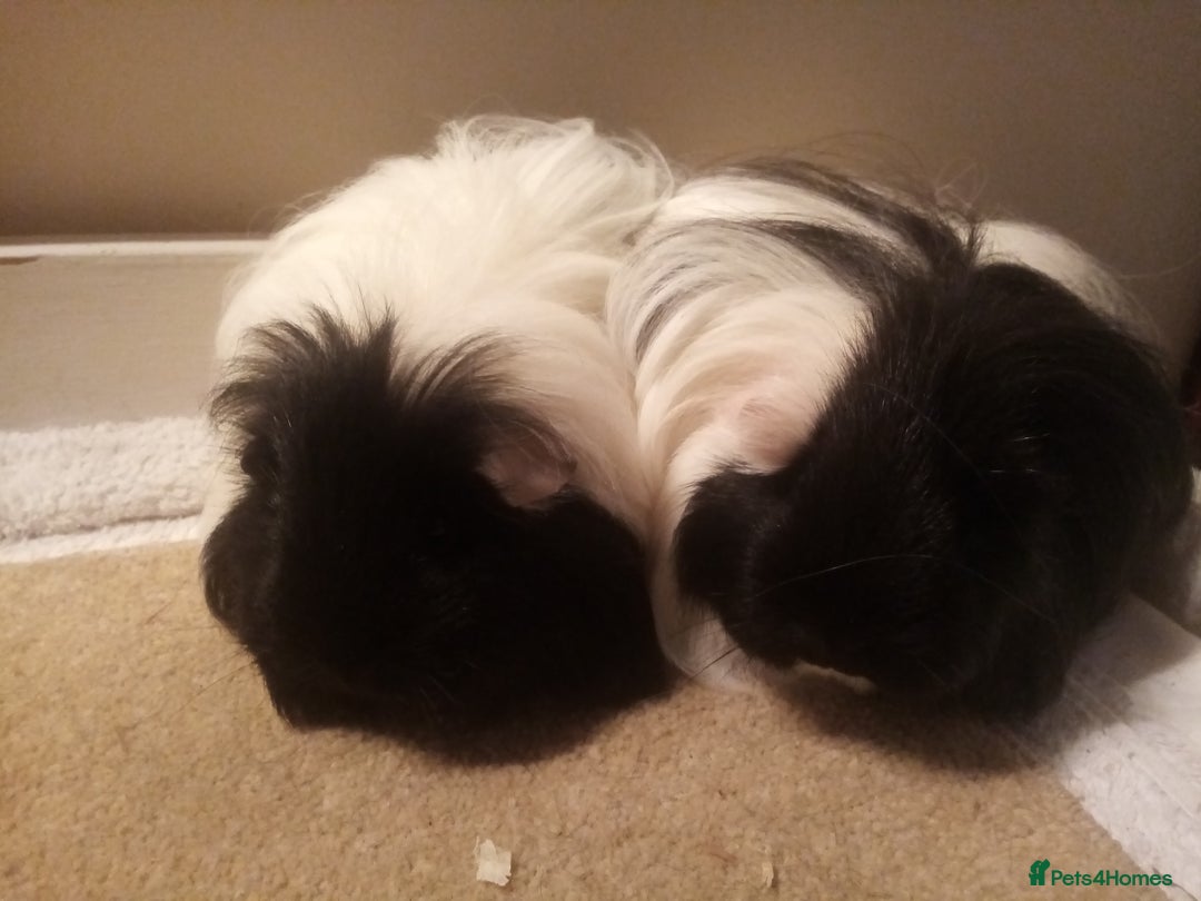 Guinea Pig rodents for sale: Sheltie, coronet, Merino Guinea pigs  - Advert 7