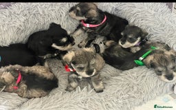 Mixed Breed dogs for sale: 🐾🐶Schnauzer/ Schnoodles 🐶🐾 - Image 10