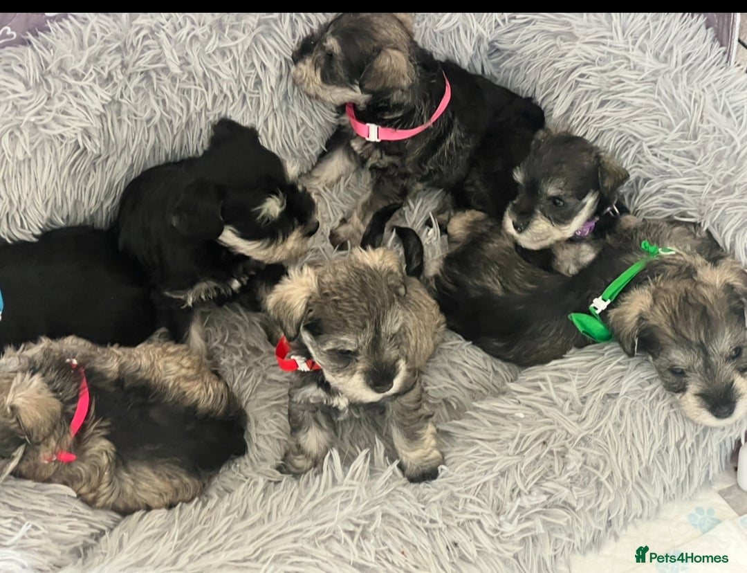 Mixed Breed dogs for sale: 🐾🐶Schnauzer/ Schnoodles 🐶🐾 - Image 10