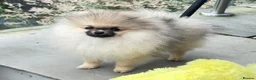 Pomeranian dogs for sale: * Pomeranians available to forever loving homes * - Advert 2