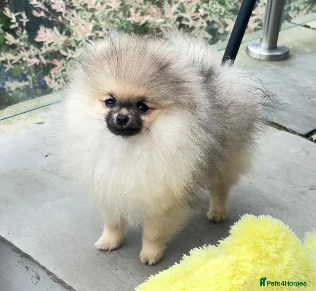 Pomeranian dogs for sale: * Pomeranians available to forever loving homes * - Advert 2