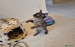 Burmese cats for sale: Gorgeous Pedigree Female Burmese Kittens - Image 5