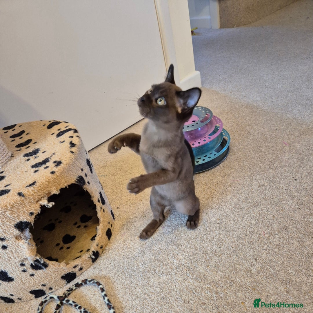 Burmese cats for sale: Gorgeous Pedigree Female Burmese Kittens - Image 5
