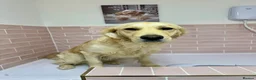 Golden Retriever dogs for sale: Clemmie Dog 🩷 - Advert 7