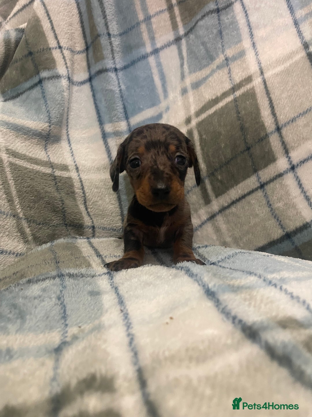 Miniature Dachshund dogs for sale: KC registered miniature dachshund For sale  - Image 5