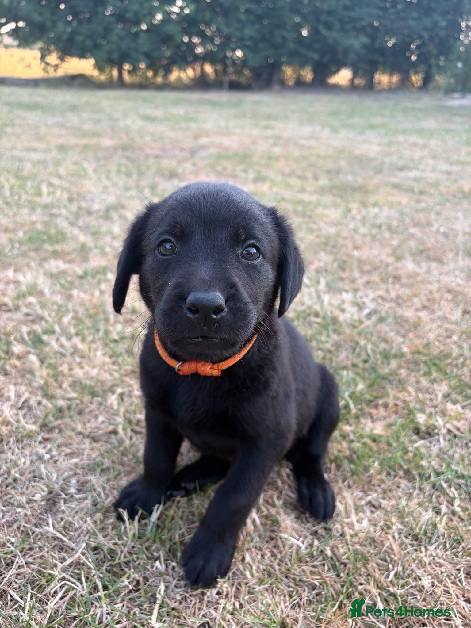 Labrador Retriever dogs 1 left KC registered Labradors available soon - Advert 1