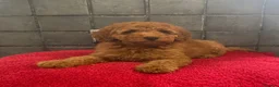 Miniature Poodle dogs for sale: Stunning Fox Red Minature Poodle Pups  - Advert 21