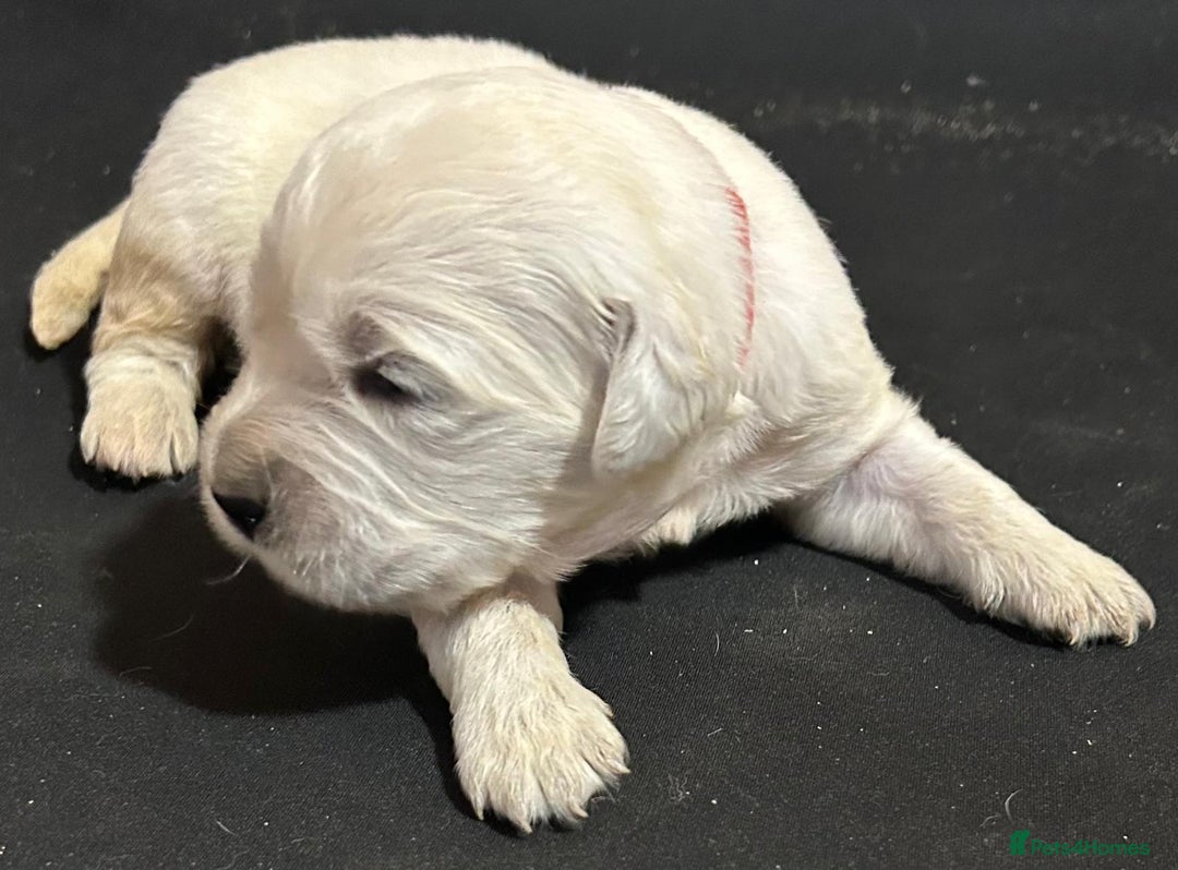 Golden Retriever dogs for sale: Chunky, cream pups - Image 22