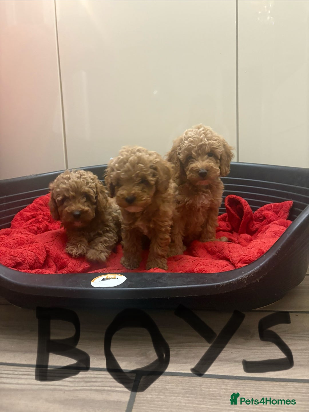 Miniature Poodle dogs for sale: Miniature poodle puppies  - Advert 2
