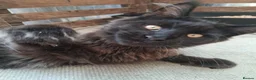 Maine Coon cats for sale: Maine coon pedigree active  - Advert 4