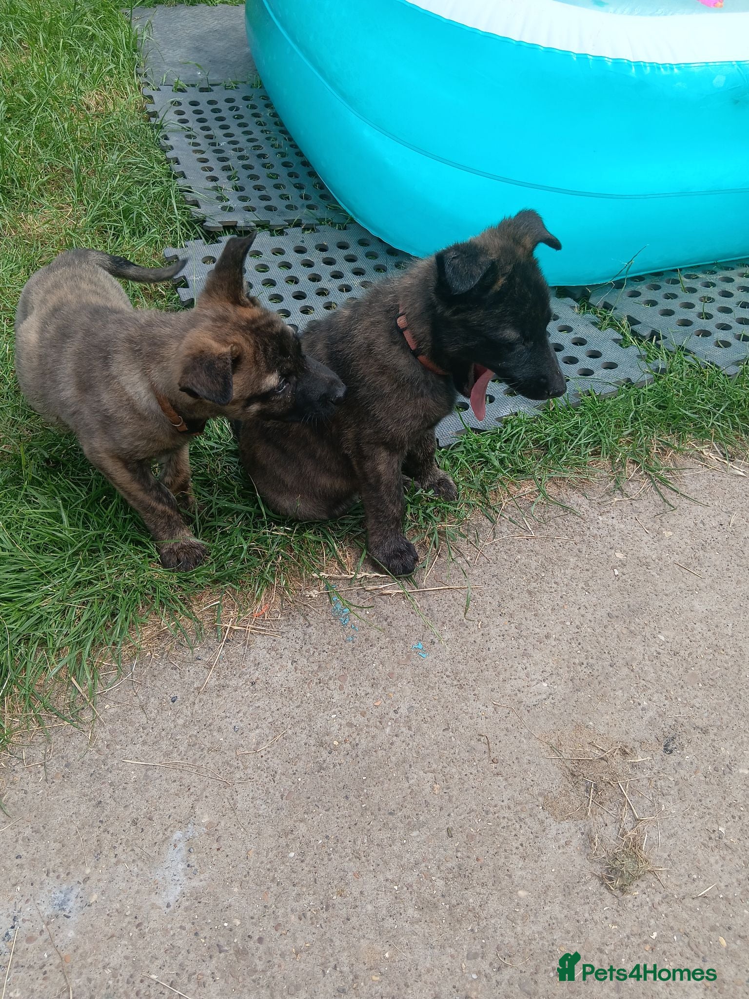 Mixed Breed dogs German shepherd x dutch shepherd  - Advert 2