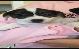Jack Russell dogs for sale: Jack Russell pups  - Image 3