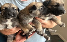 Shepsky dogs for sale: Shepsky - Image 16