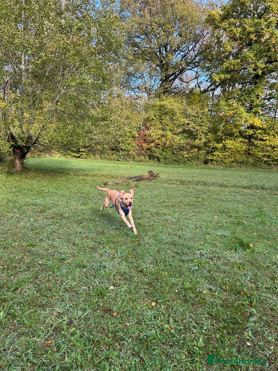 Labrador Retriever dogs for stud: Gorgeous KC Purebred Yellow Labrador For Stud - Advert 15