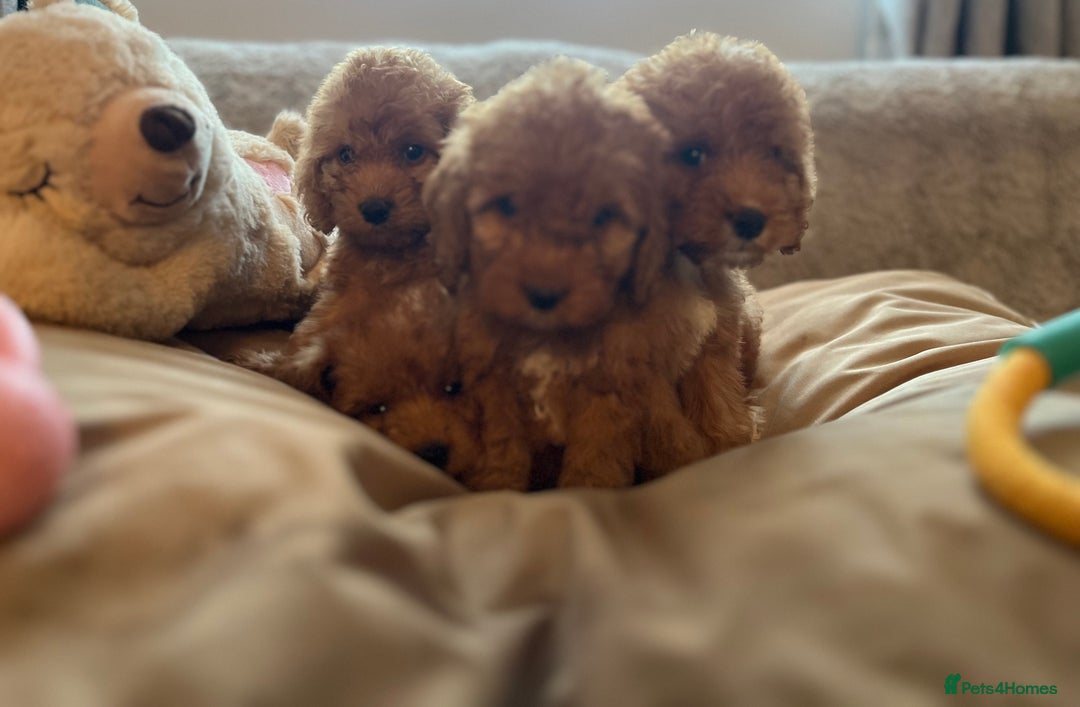 Cockapoo dogs for sale: F1 cockapoo puppies- Health test clear  - Image 12