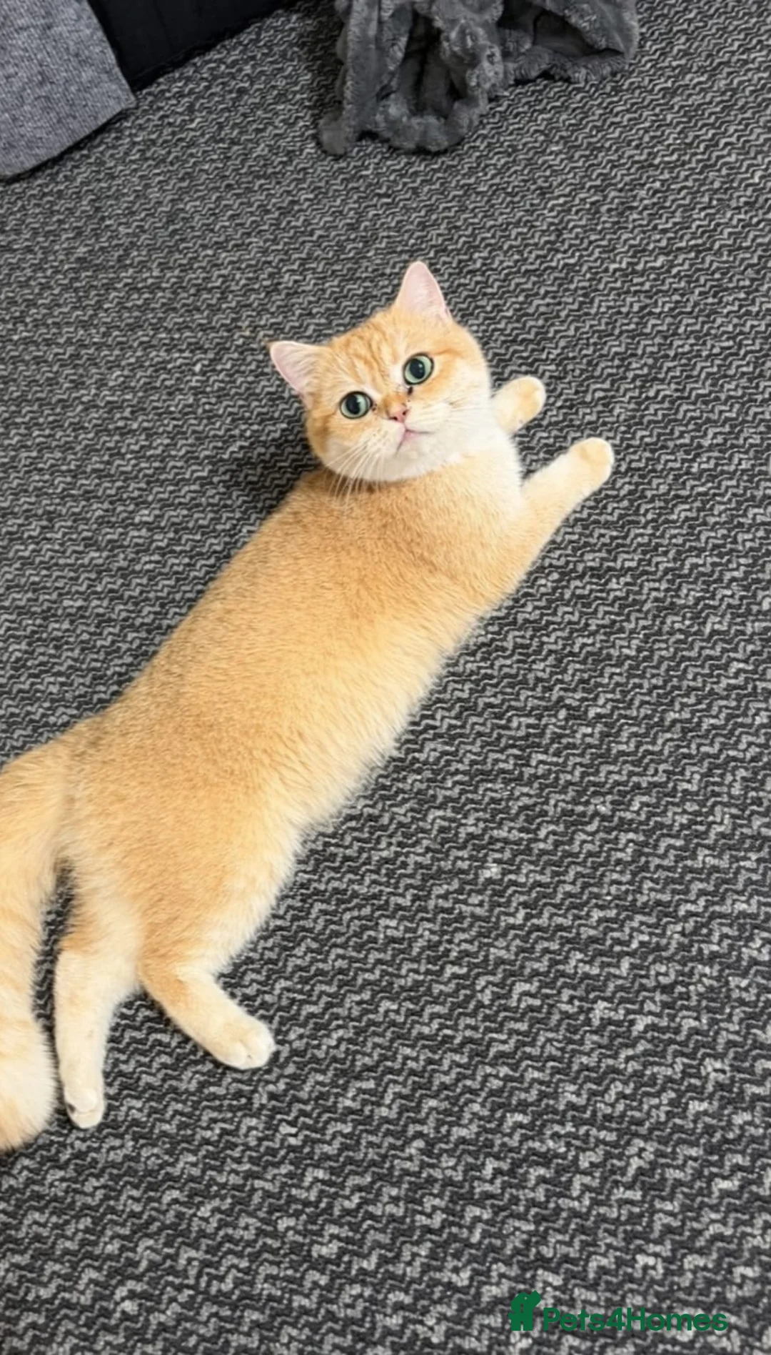 British Shorthair cats for sale: British shorthair cat - Advert 4