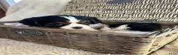 Cavalier King Charles Spaniel dogs for sale: King Charles cavalier puppies - Advert 5