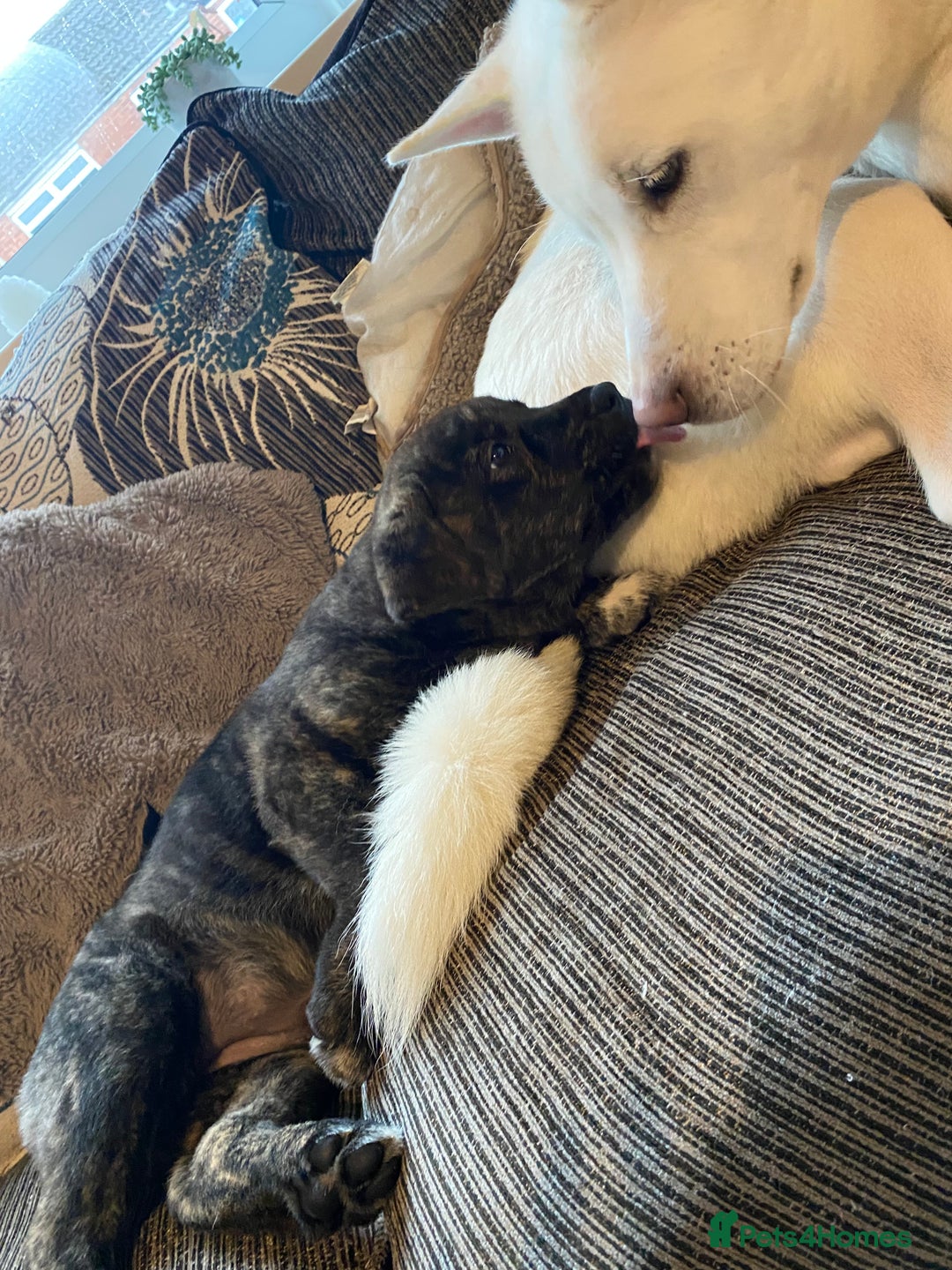 Mixed Breed dogs for sale: Rottweiler cross Akita (rokita) - Image 15