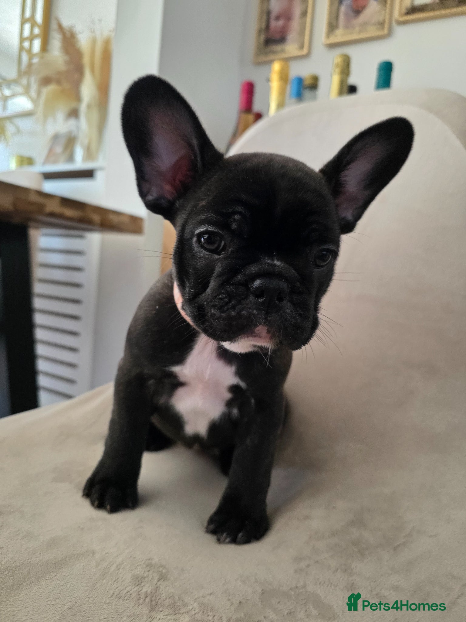 French Bulldog dogs for sale: 🐶 Puppies Ready for Their Forever Homes  - Advert 17
